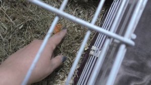 Как согреть морскую свинку в морозы  Новый домик для морской свинки