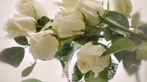 Евгений Коновалов   Розы белые