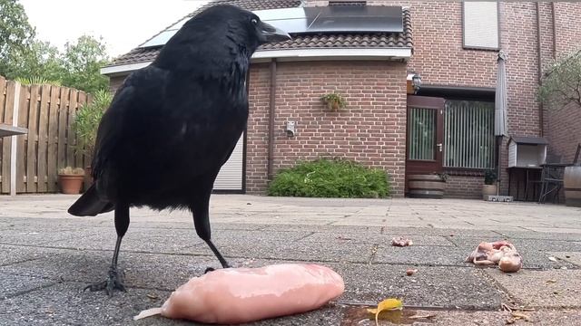 ЧТО ВЫБЕРЕТ ВОРОНА? ПОЧКИ ИЛИ ФИЛЕ? #птицы #врановые #вороны #кормушка #наблюдение смотреть онлайн