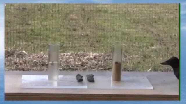 Сказка о вороненке Ч2 смотреть онлайн