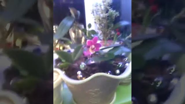 Орхидеи. Мои композиции из комнатных растений смотреть онлайн