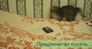 Это видео с котом было записано ровно 10 лет назад!!! Как сильно он вырос!