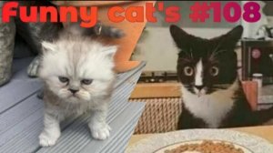 Смешные коты #108