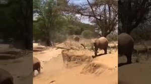 Так как слоны не умеют прыгать, приходится искать выход из ситуации