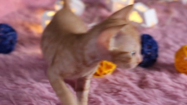 Уральский рекс,кудрявый красный мальчик. смотреть онлайн