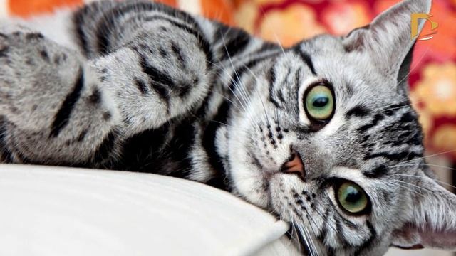 САМЫЕ КРАСИВЫЕ КОШКИ.АМЕРИКАНСКАЯ КОРОТКОШЕРСТНАЯ?ИНТЕРЕСНО!? Каждый день НОВЫЕ ВИДЕО ?ПОДПИШИТЕСЬ!