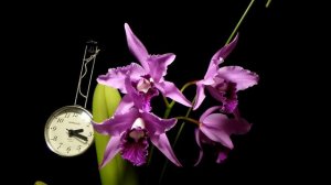 Time Lapse Blooming Cattleya Pulcherrima