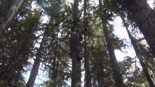 Кедровый орех. Сбор в Сибирь, тайга, кедровые орехи. смотреть онлайн