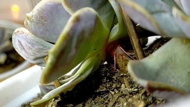 67/100 Echeveria Blue Surprise Succulent Care Guide || Australian Lilacina Hybrid • Blue Succulent смотреть онлайн