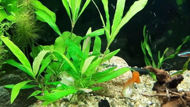 Новый житель в аквариуме: сиамский водорослеед смотреть онлайн