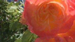 ТРИ РОЗЫ МОЕГО САДА 2019Г./"GARTENSPASS"."АСКОТ" и "ЛАВ СОНГ"