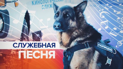 На вызов с музыкой: полицейские собаки из Курска подпевают сирене