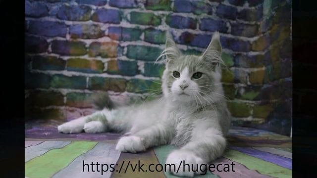 Мейн-кун