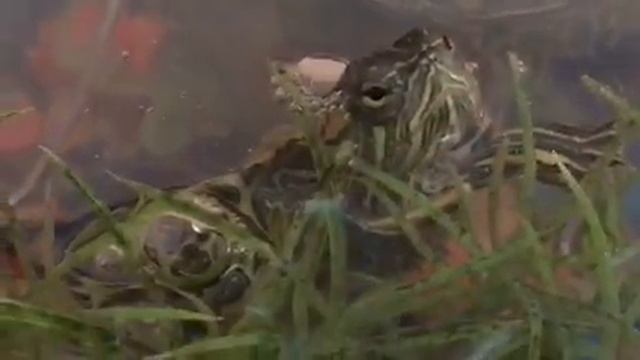 #красноухаячерепаха #питомец #pet #turtle Выбираем питомца ч. 1 Красноухая ? черепаха