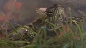 #красноухаячерепаха #питомец #pet #turtle Выбираем питомца ч. 1 Красноухая ? черепаха