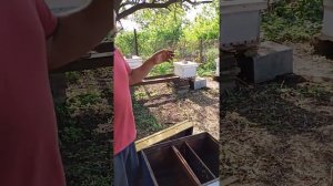 как увеличить пасику и взять мёд