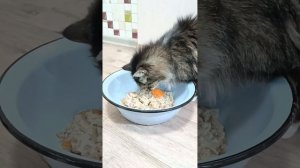 Кошка забавно кушает 😋 Кашка для котиков 🥳 Милое видео 🎉