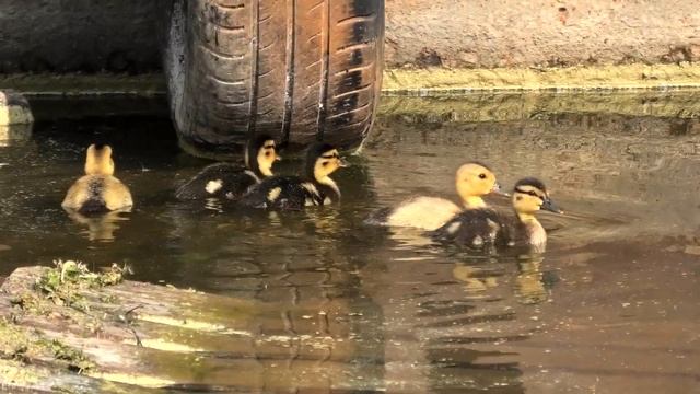 Птенцы необычной белой уточки ШАРТАШ смотреть онлайн