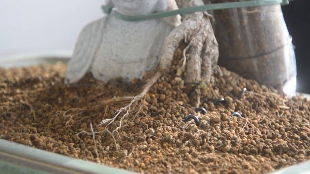 Воздушные корни у фикуса бонсай. Их использование для оплетания Будды. Шрамы от проволоки у бонсай. смотреть онлайн