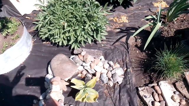 Альпийская горка #видео #цветы #цветынадаче #цветники #цветник