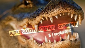 Крокодиловая ферма в Голубицкой