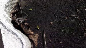 Самые Удобные Грядки / Высокие Грядки. Не нужны колышки для Подвязки. Качество надолго. План огород