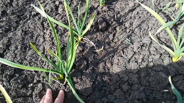 Чеснок пожелтел после заморозка(хлорозу бой!)