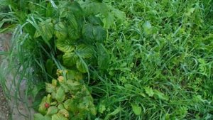 Капельный полив из трубы Д. 20 мм. Автоматическое наполнение бочки с водой.