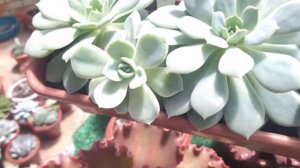 🌵 20 Suculentas com Identificação - Echeveria Dorothy & Maunaloa Verdadeira • Lelis com Amor