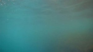 Абхазия. Снорклинг в Пицунде