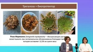 Лазерная коррекция зрения и герпес: взгляд терапевта и хирурга