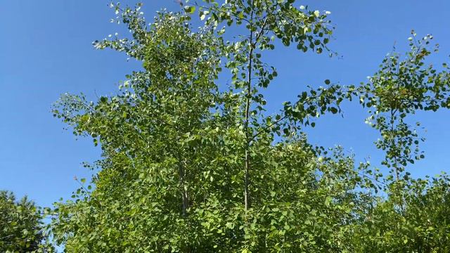 Рыбалка в начале лета / С реки на пруд смотреть онлайн