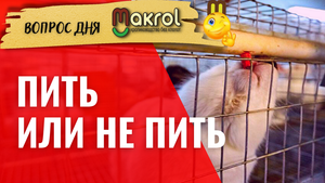 ??Как приучить кроликов к ниппельным поилкам после вакуумной поилки #Макляк #Макрол