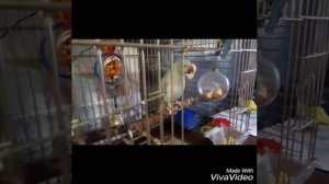 Какие фрукты и овощи кушает Ожереловый попугай. Ожереловый попугай Шурочка.