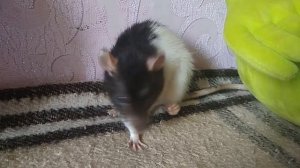 ХОМКИ КРЫСКИ КТО МИЛЕЕ Сирийский домашний хомяк и декоративная домашняя крыса  ВИДЕО ПРО ХОМЯКА@A4a