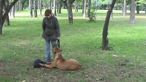 Дрессировка ОКД как научить бурбуля команде место