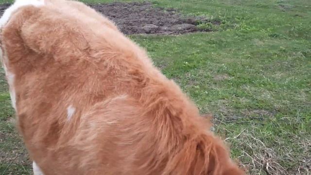 ПЕРВЫЙ ДЕНЬ ВЫПАСА КОРОВ НА ПАСТБИЩЕ#ПРИВЯЗНОЕ СОДЕРЖАНИЕ# смотреть онлайн