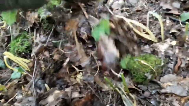 Собираем семена черемши - 2 смотреть онлайн