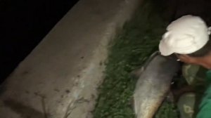 Толстолобик на 30 кг в центре города на удочку, большая рыба на удочку, рыбалка в Астрахани