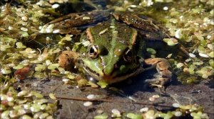 Meerkikker/Marsh frog (Pelophylax ridibundus)