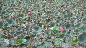 ➤ Лотосы - как они растут в естественных условиях? ЦЕЛЫЙ ВОДОЁМ ЛОТОСОВ!!! 4K