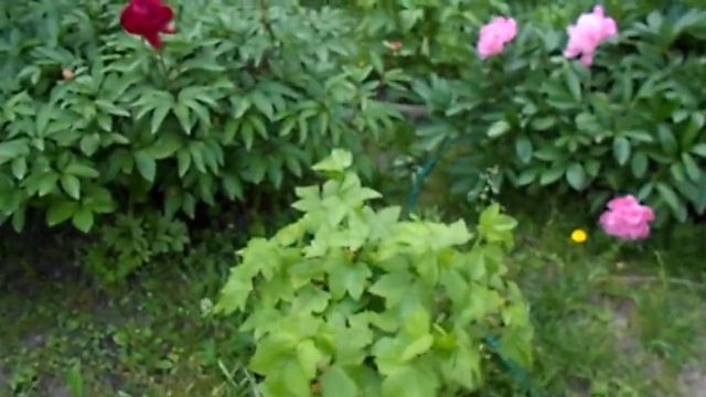 НА ДАЧЕ )НЕ УСТАЮ ЛЮБОВАТЬСЯ ) смотреть онлайн