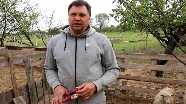 Программа учета овец. Обсуждение темы смотреть онлайн