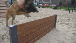 Первая в Павловском Посаде площадка для выгула собак пользуется большой популярностью