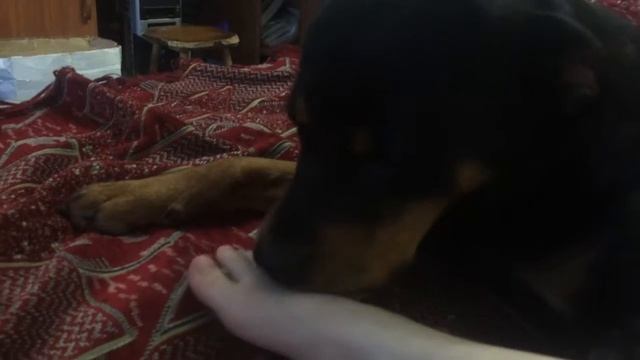 Собака кусает ребёнка!!!? смотреть онлайн