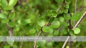 берёза карликовая