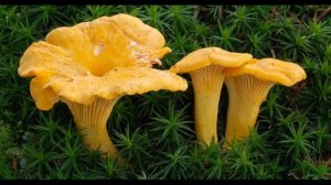 Интересные факты о грибах