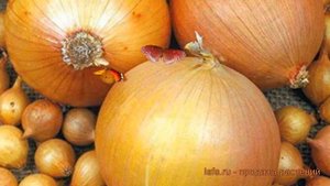 Лук овощной Шетана МС (shetana ms) ? обзор: как сажать, лук-севок и чеснок лука Шетана МС