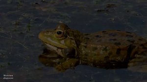 #Притча о двух лягушках