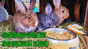 Проращивание мешка зерна для животных